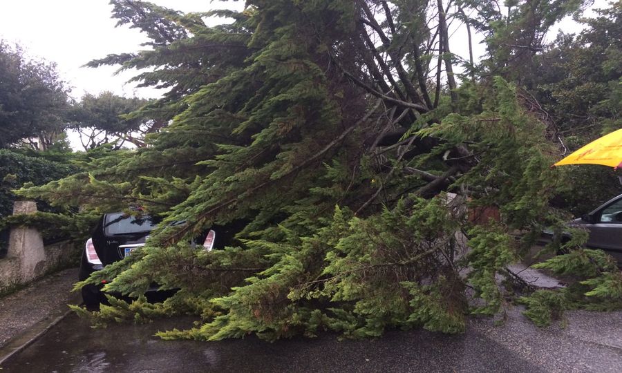 aaa albero via cattolica risultato