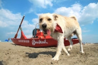 Baubeach 2013
