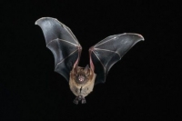 “La vita dei pipistrelli”