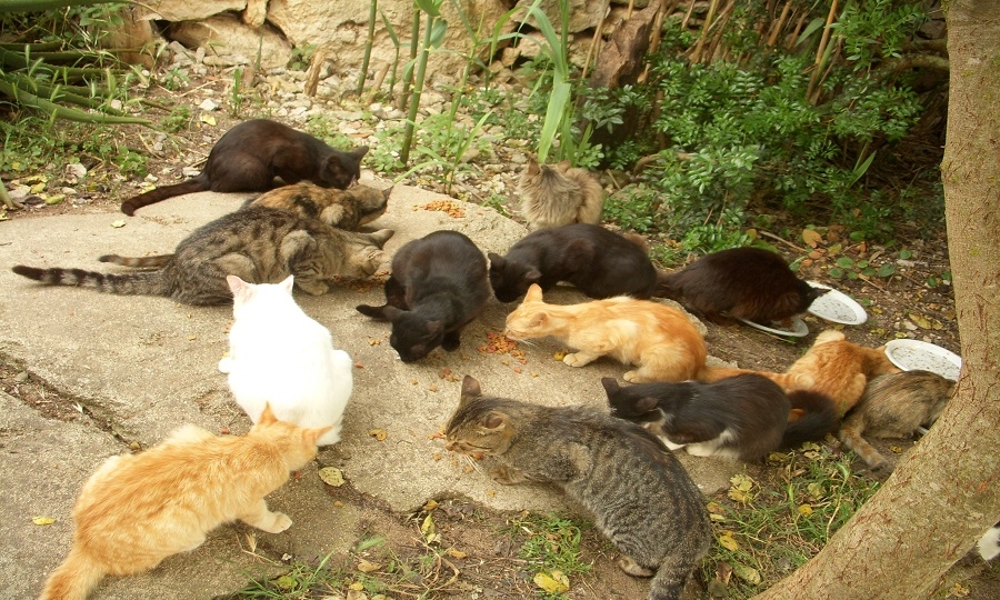 Sterilizzazione gratuita per i gatti randagi