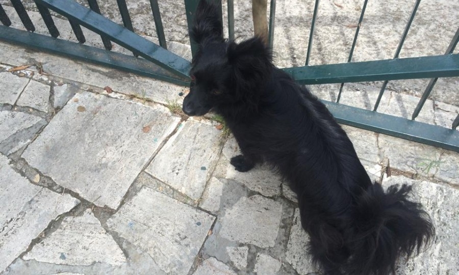 Trovato cane in viale Castellammare