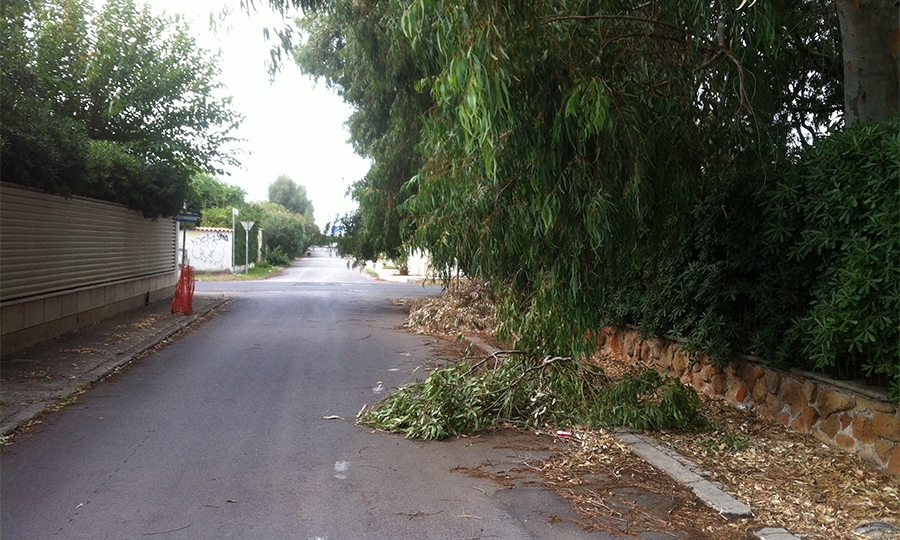 Via Rapallo, l’invasione di eucaliptus