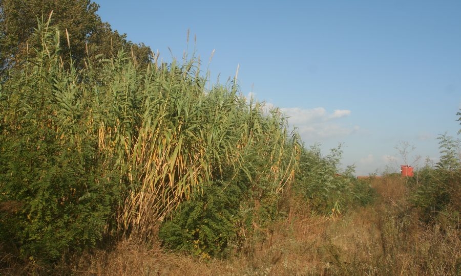 “Pulire canali di scolo”