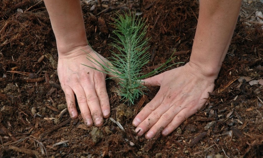 alberi