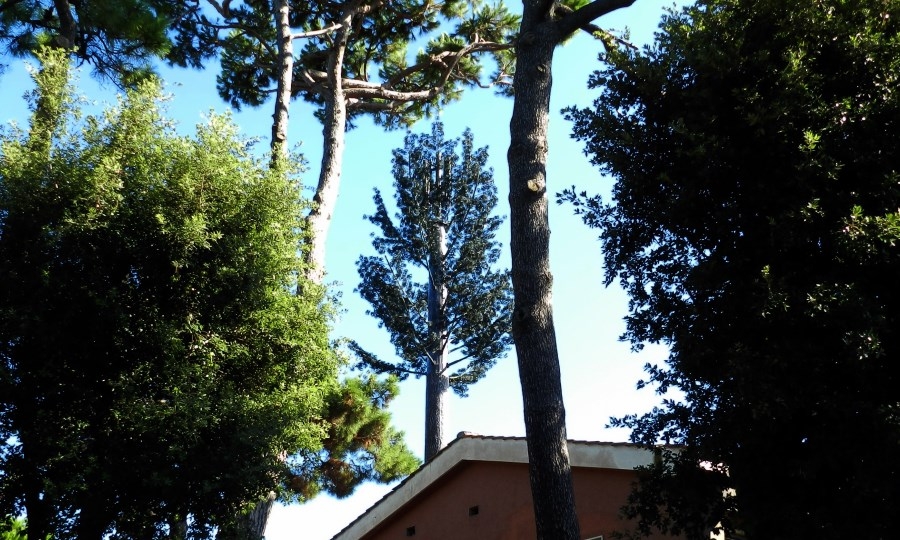 L'albero della Telecom