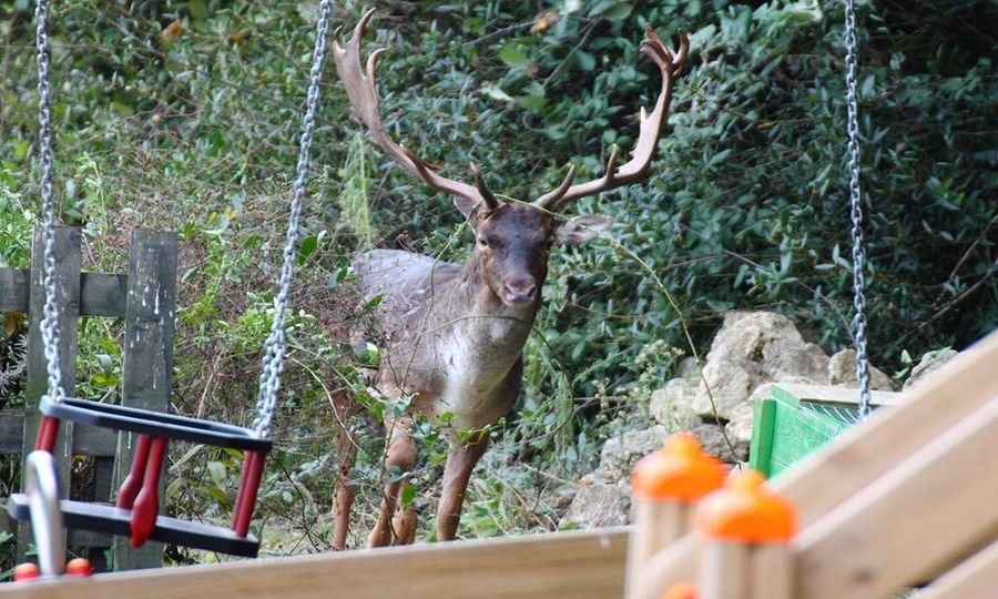 I daini all’ingresso dell’Oasi di Macchiagrande
