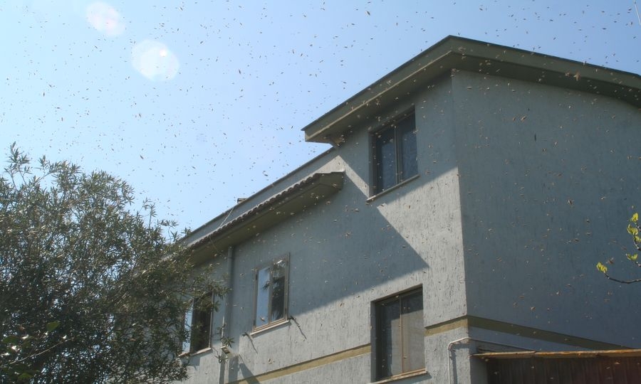 Il primo sciame d’api dell’anno