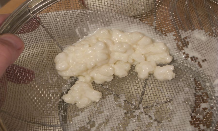 Kefir, ricotta e primo sale alla Fattoria Verde il 1° marzo