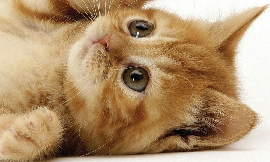 Torna supercat show, “Mi-ci porti?”