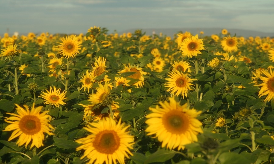 Girasoli in fiore, che succede?