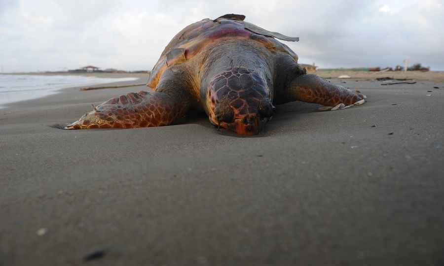 Focene, ennesima tartaruga morta