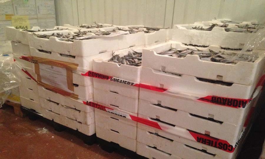 Sequestrate 1,5 tonnellate di pesce congelato