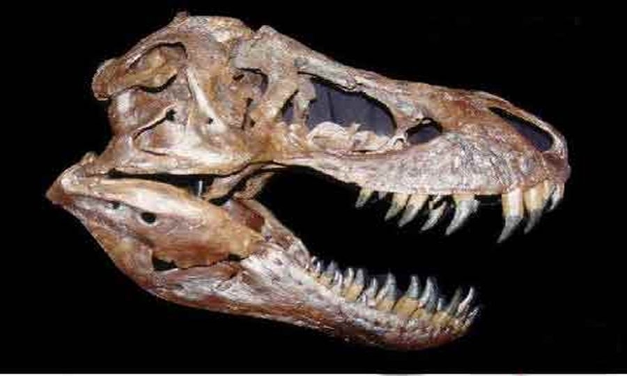 “Ossa e denti” a Macchiagrande