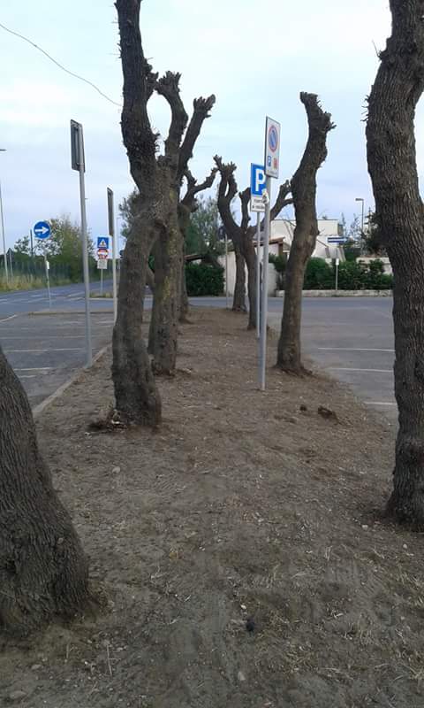 Aiuola 1
