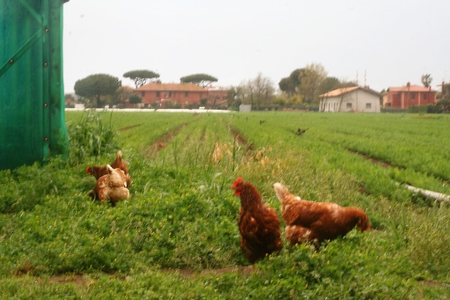 Galline Bortolin