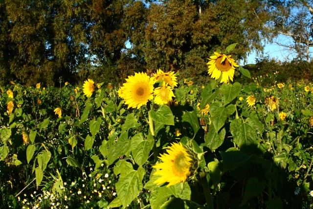 girasoli-fioriti-k