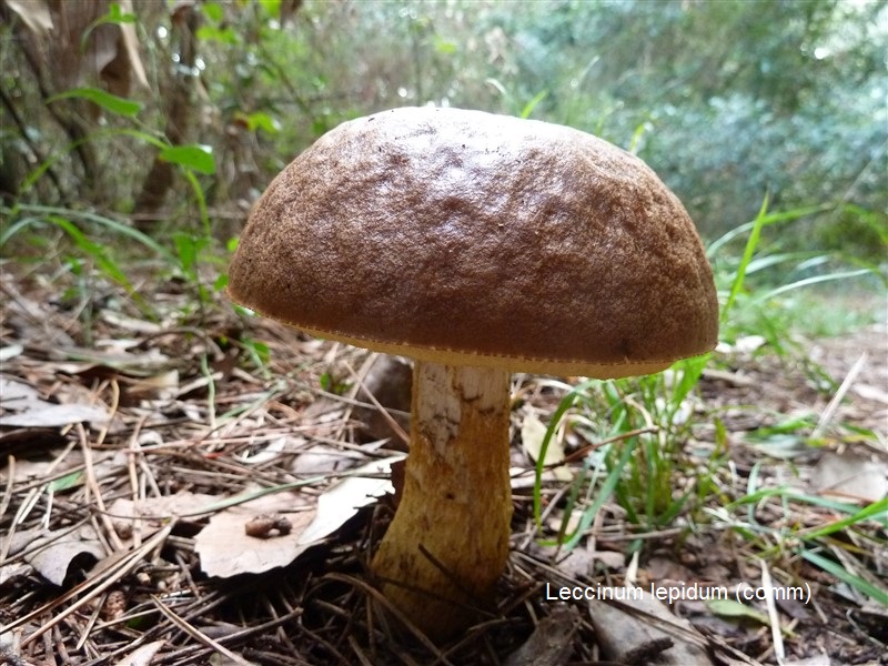 leccinum-lepidum-comm