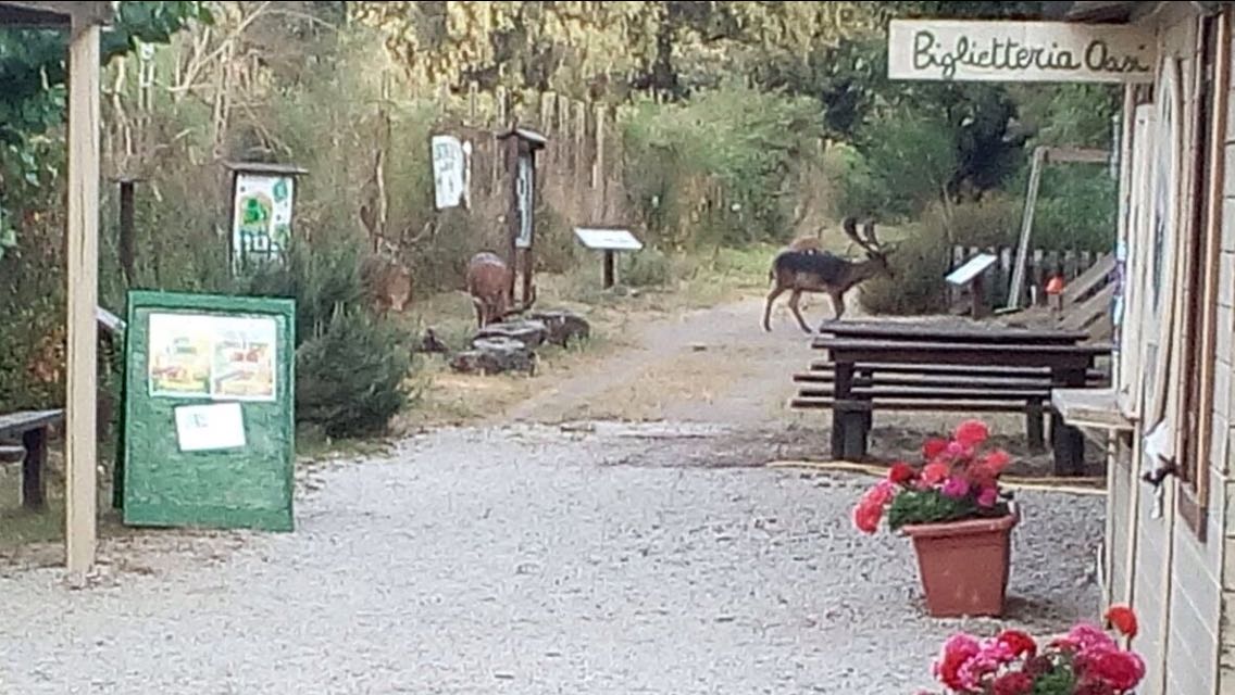 Oasi e daini