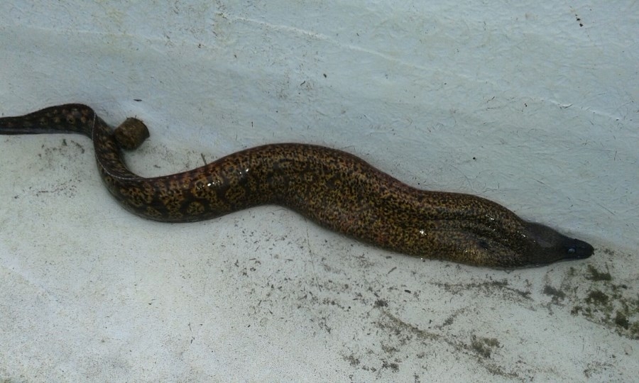 murena