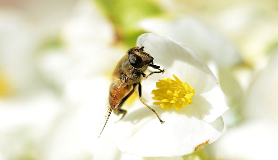 ape fiore web