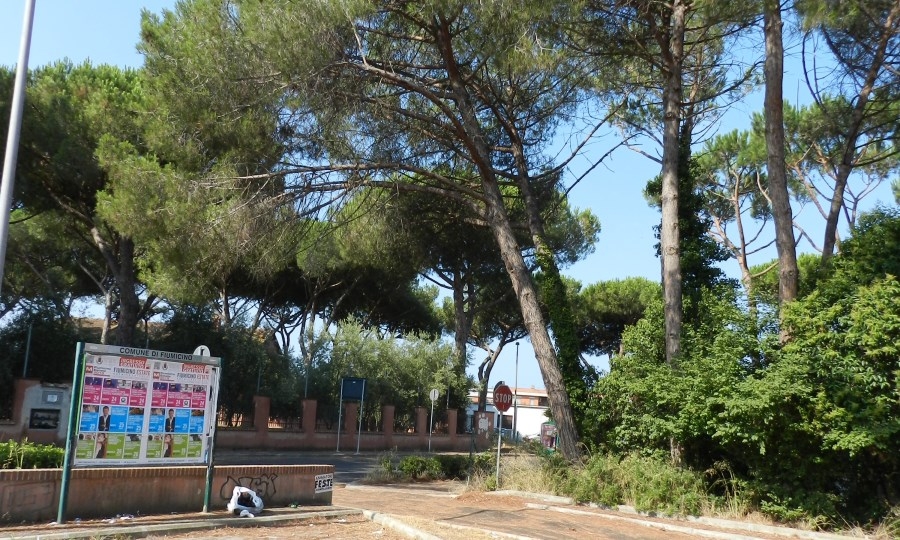 Quei pini sulla pista ciclabile