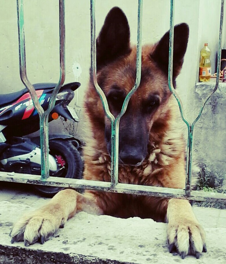 bax web