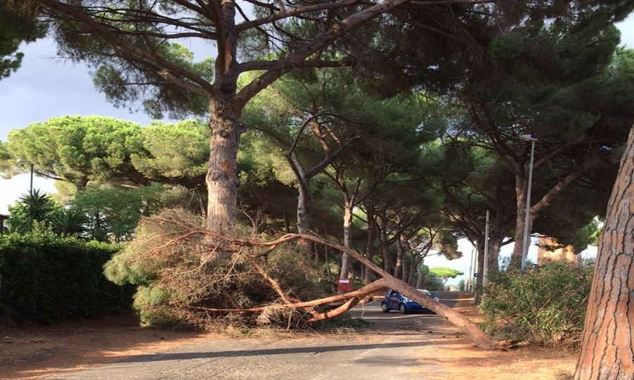 Torrimpietra, cade un pino, tragedia sfiorata