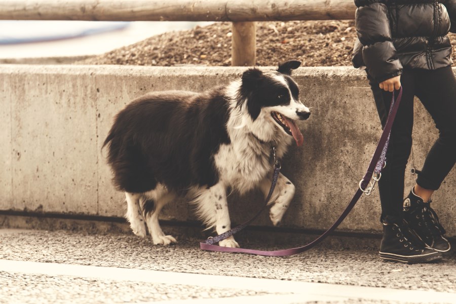 cane passeggio ok