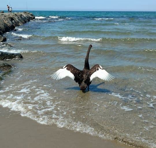 cigno focene 1