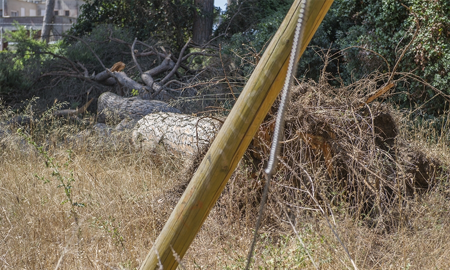 Pineta, crolla un pino nell’area non recintata