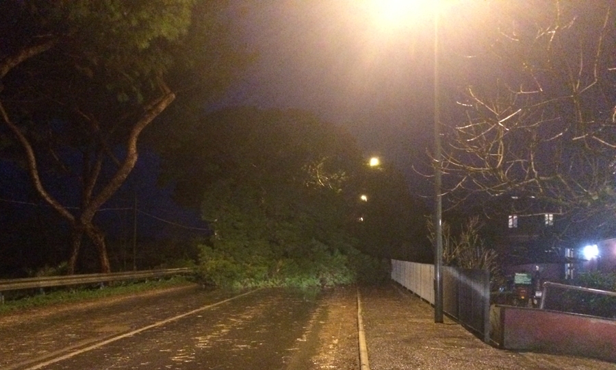 Viale Maria, crolla un pino, strada interrotta