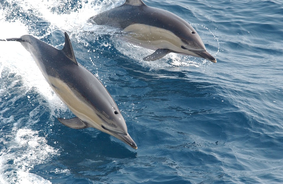 delfini