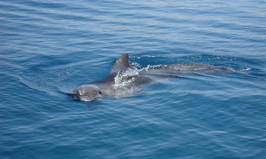 delfini