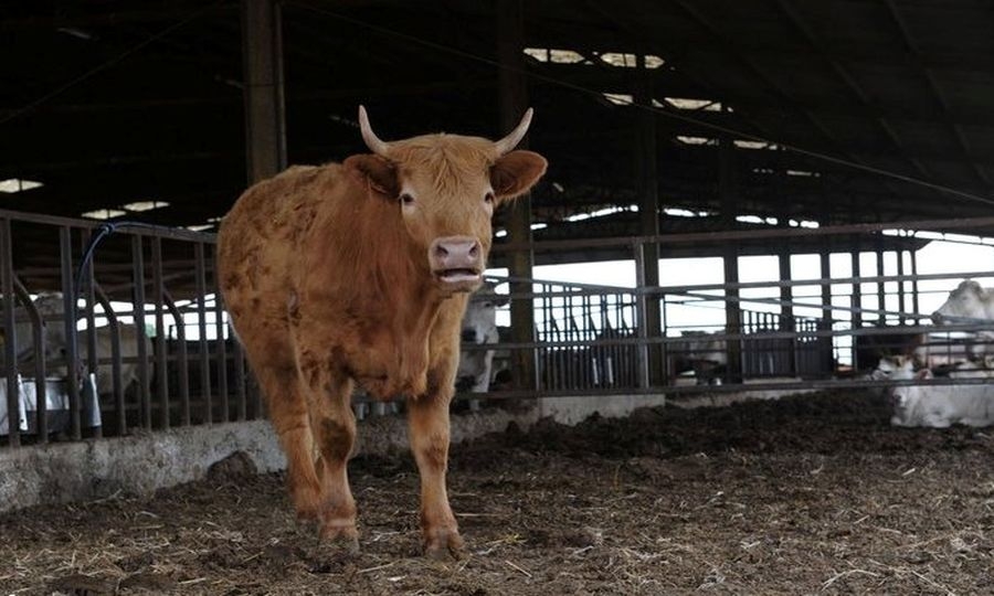 Sviluppo rurale, a rischio 450 milioni