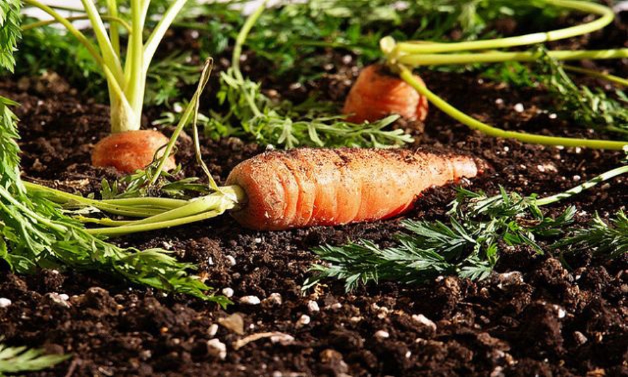 Carote, annata difficile per il gran caldo