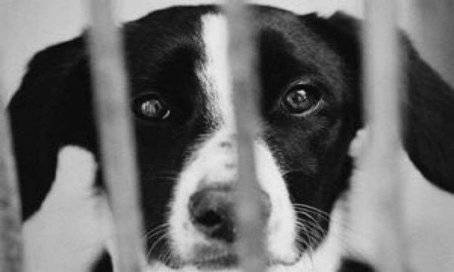 Sequestrati 14 cani in allevamento abusivo
