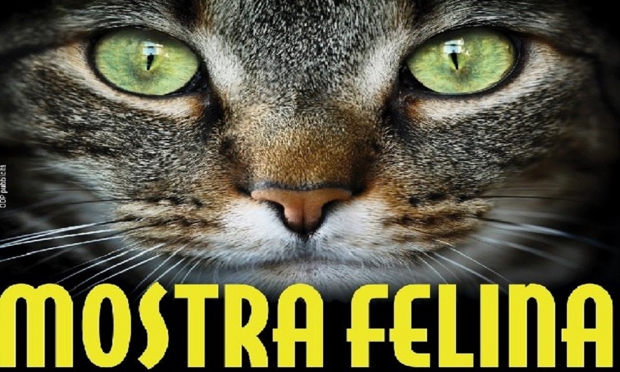 Super Cat Show, alla Fiera di Roma la mostra felina
