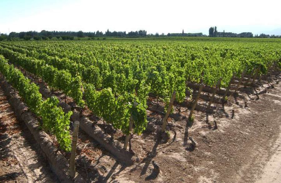 filari-vino