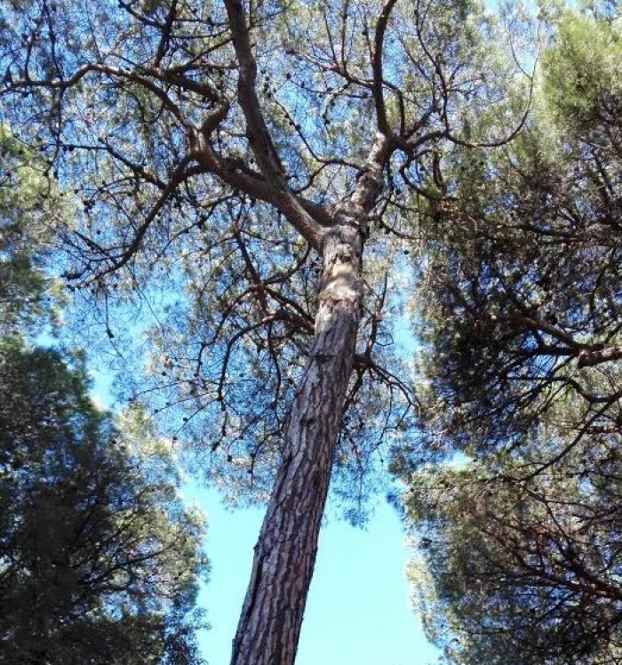 foto-alberi-1