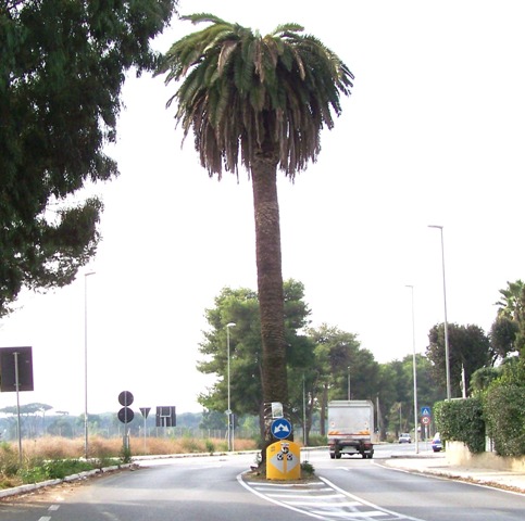 palma v.pineta1 dopo