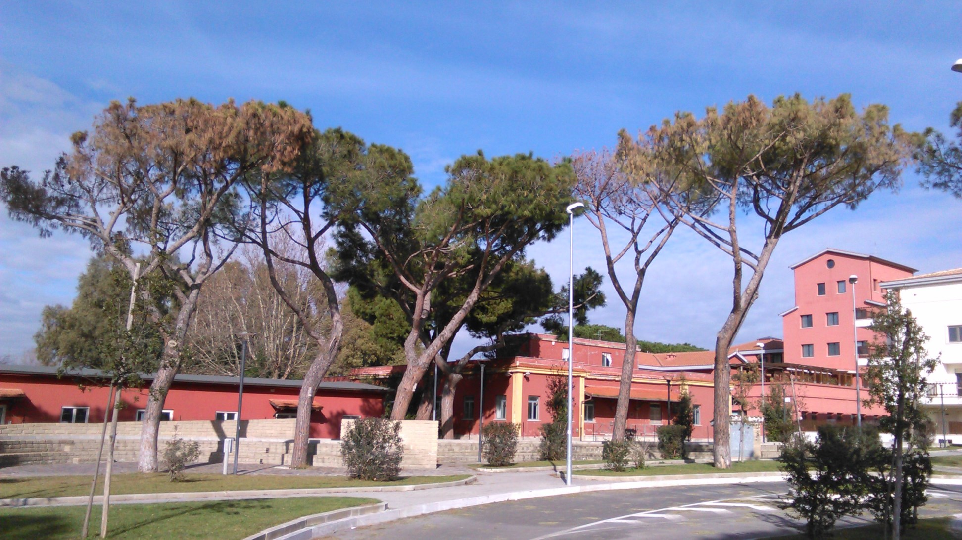 pini ali di gabbiano 5 web