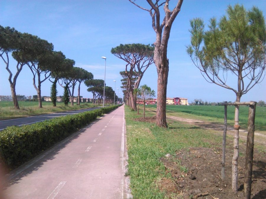 pini v.le castel san giorgio