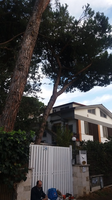 pino-pericolante-k