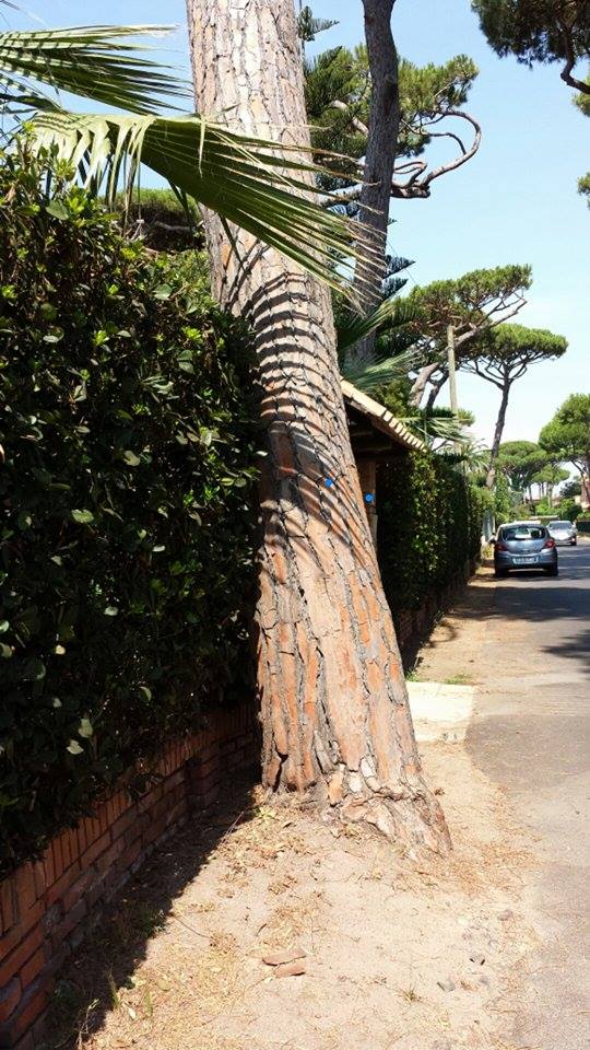 pino via iesolo