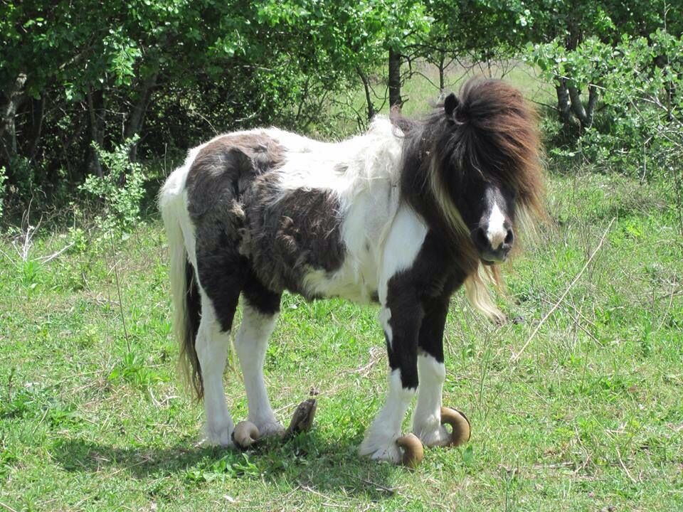 pony tor boacciana