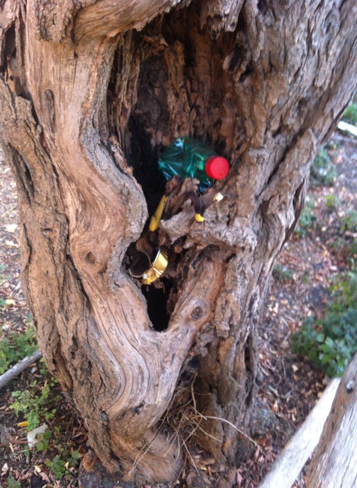 rifiuti albero
