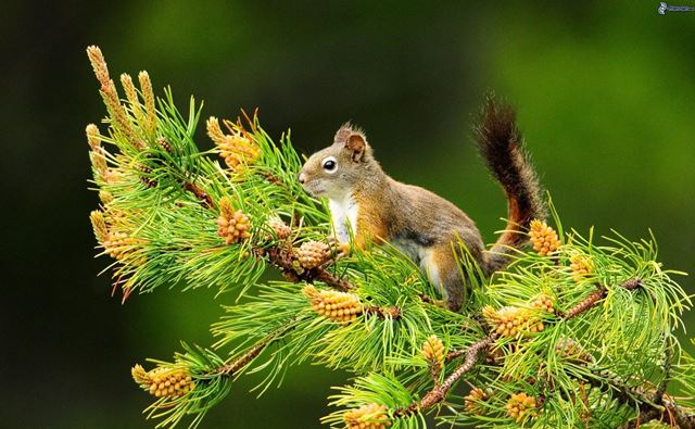 scoiattolo-su-un-albero k