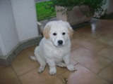 cuccioli18dic2lgt.jpg