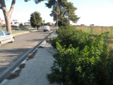 Decoro_viale_della_pineta_3_l