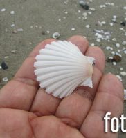 8 pettine di mare (Pecten jacobaeus)